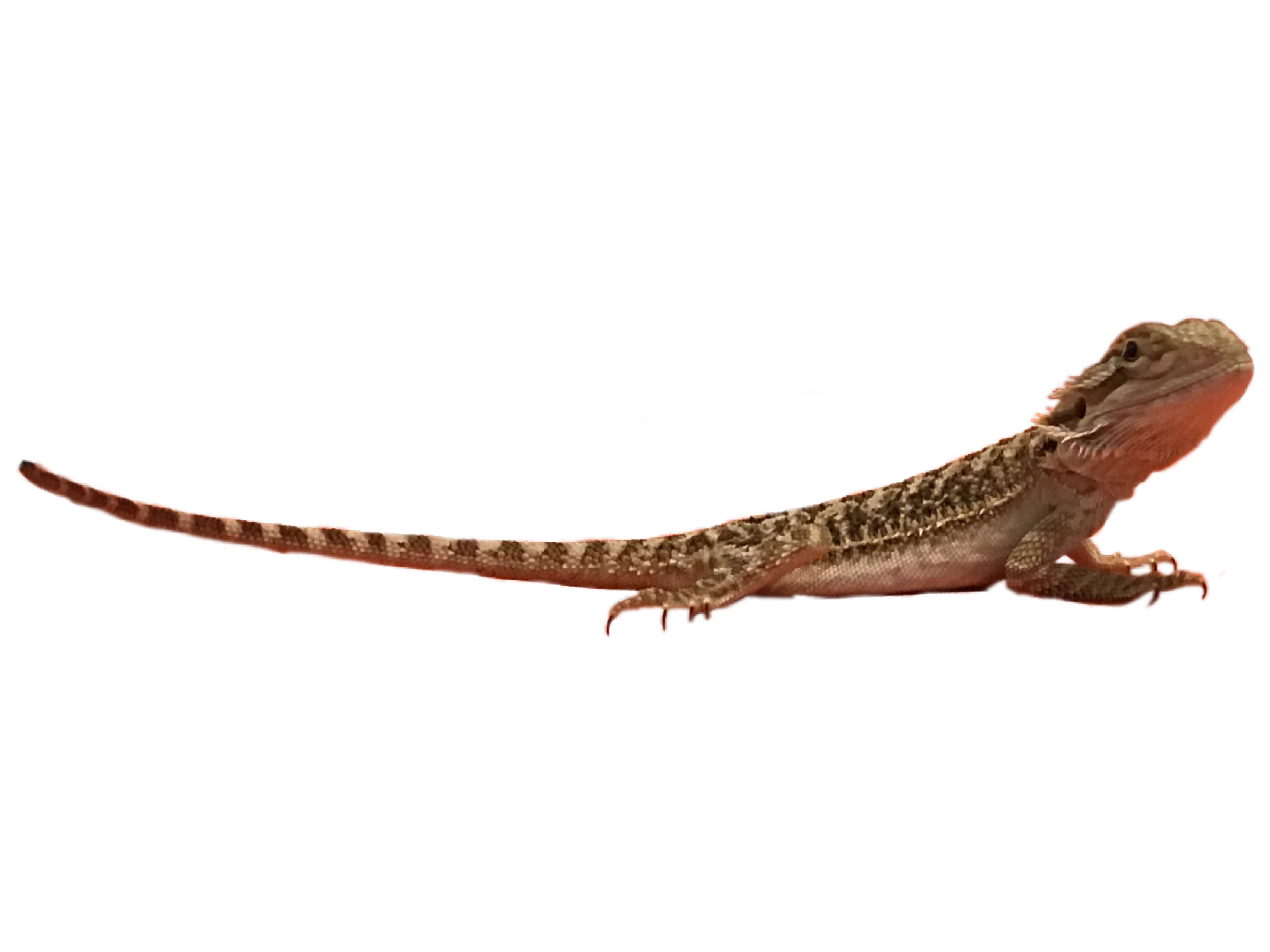 Image of Central bearded dragon