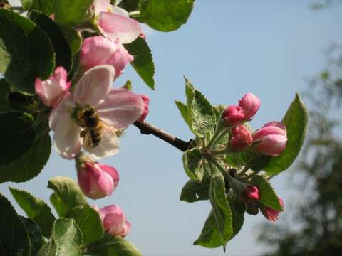 Plancia ëd Malus sylvestris subsp. orientalis (Uglitzk.) Browicz