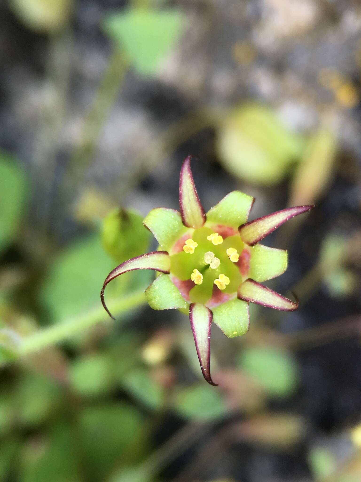 Image of false coolwort