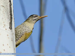 Image of Scaly-bellied Woodpecker