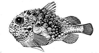 Image of Leatherfin lumpsucker