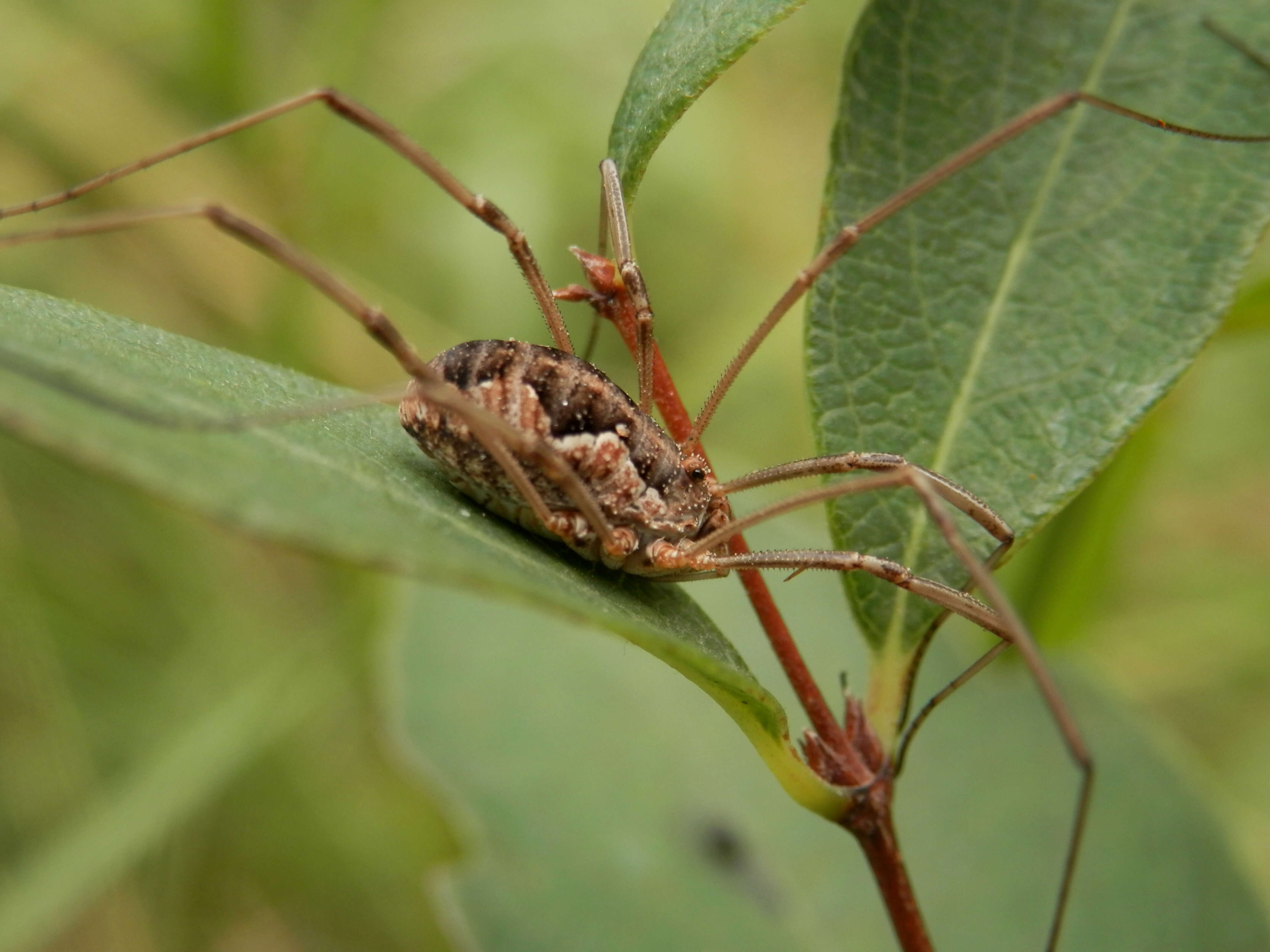 Image of Daddy longleg