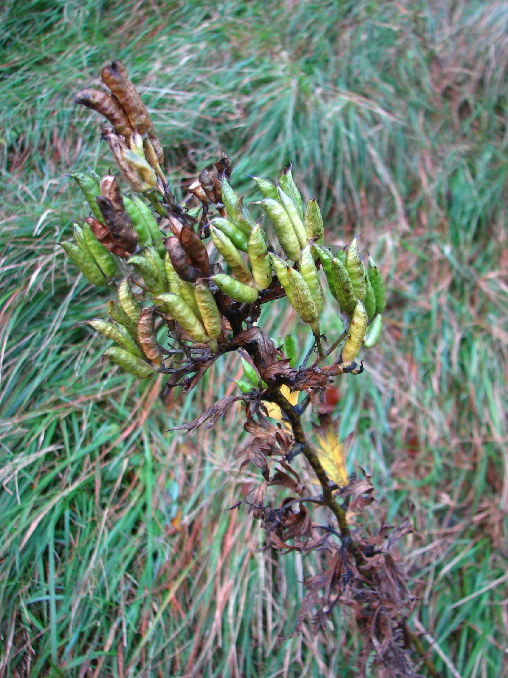 Image of Manchurian monkshood