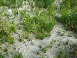 Image of Scirpus radicans Schkuhr