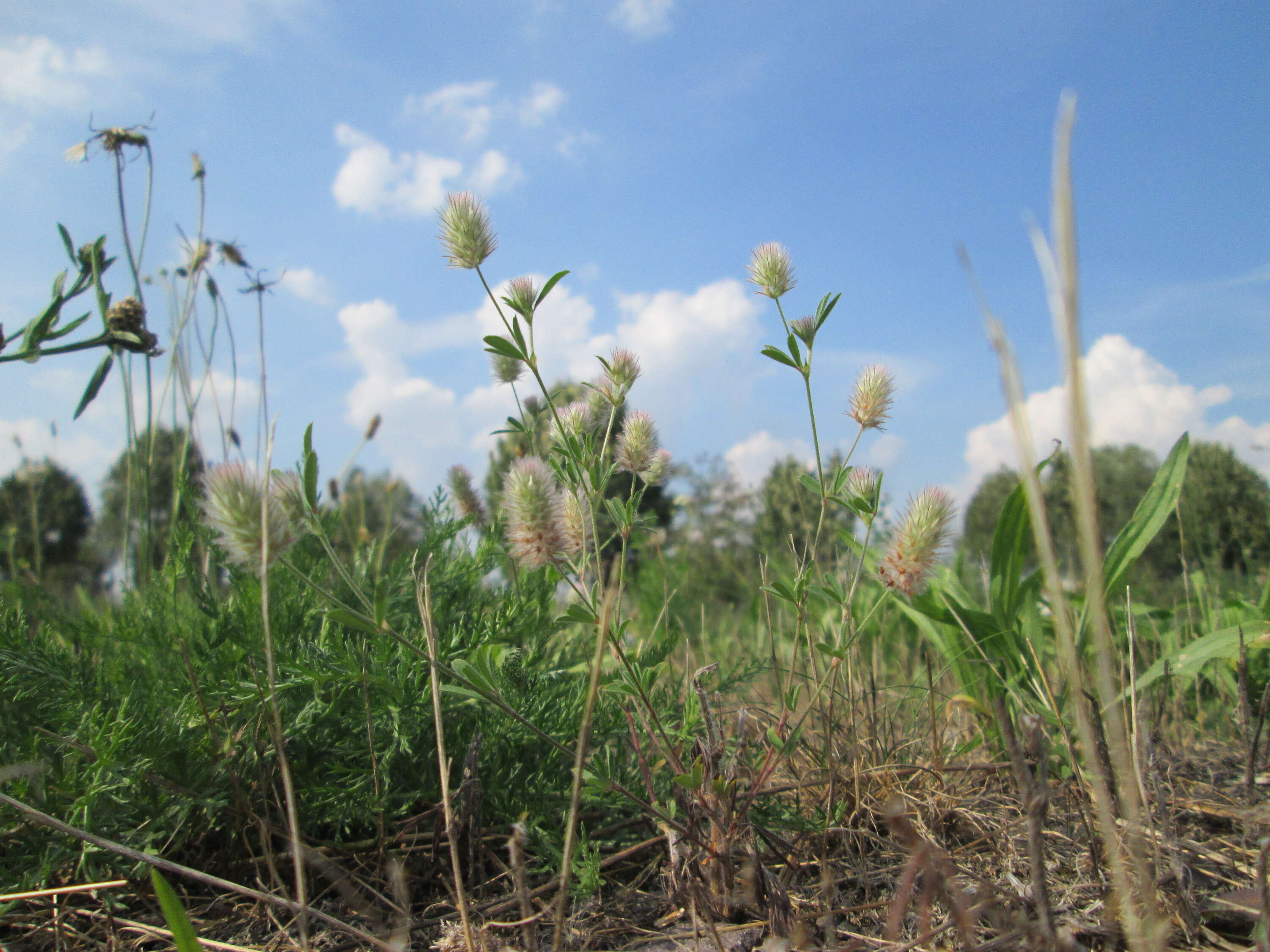 Image of Hare's-foot Clover