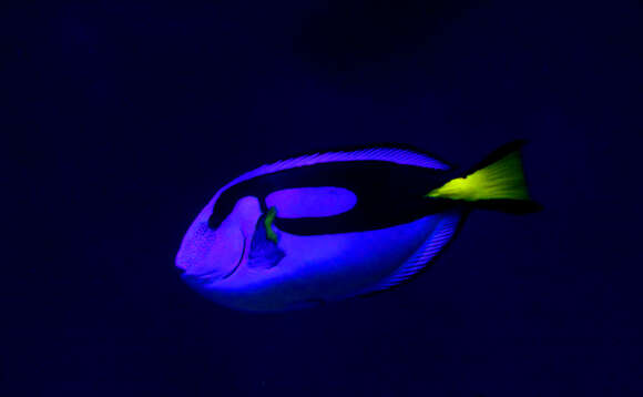 Image of Paracanthurus