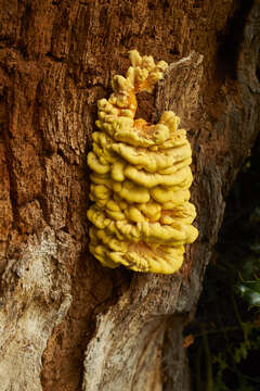 Image of Bracket Fungus