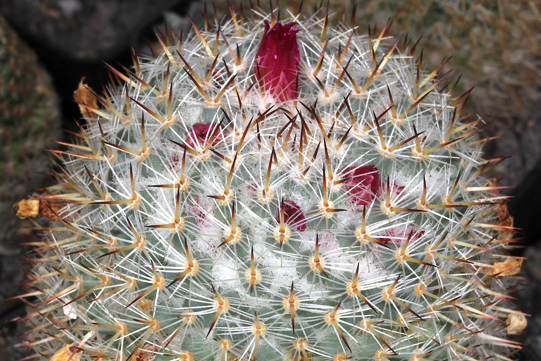 Image of Mammillaria haageana Pfeiff.