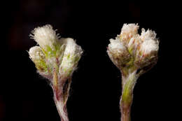 Imagem de Antennaria marginata Greene