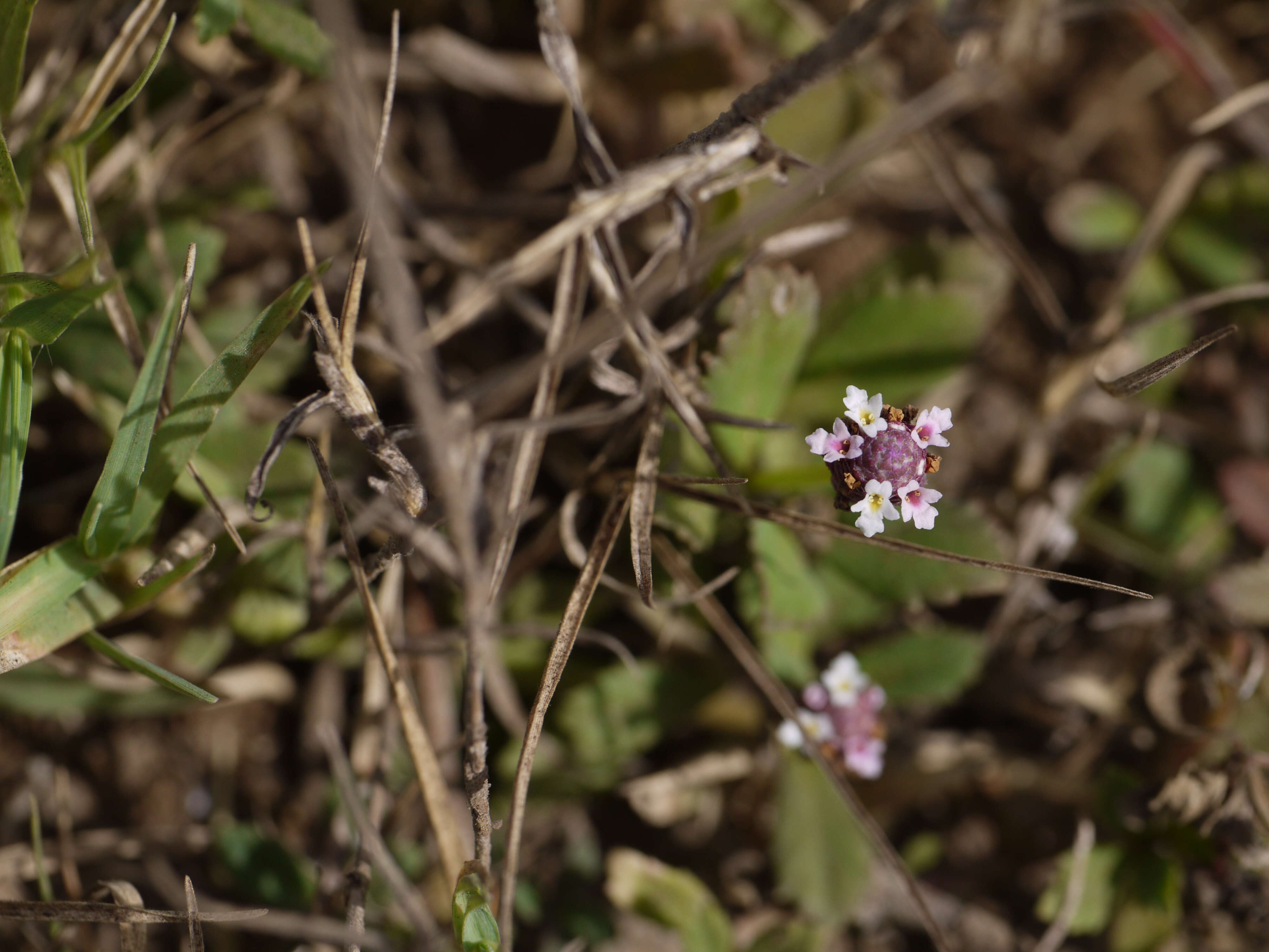 Plancia ëd Phyla nodiflora (L.) Greene