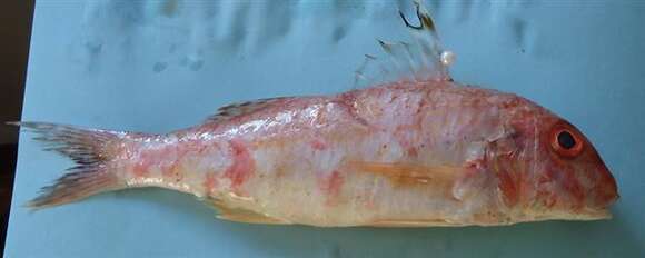 Image of Argentine goatfish