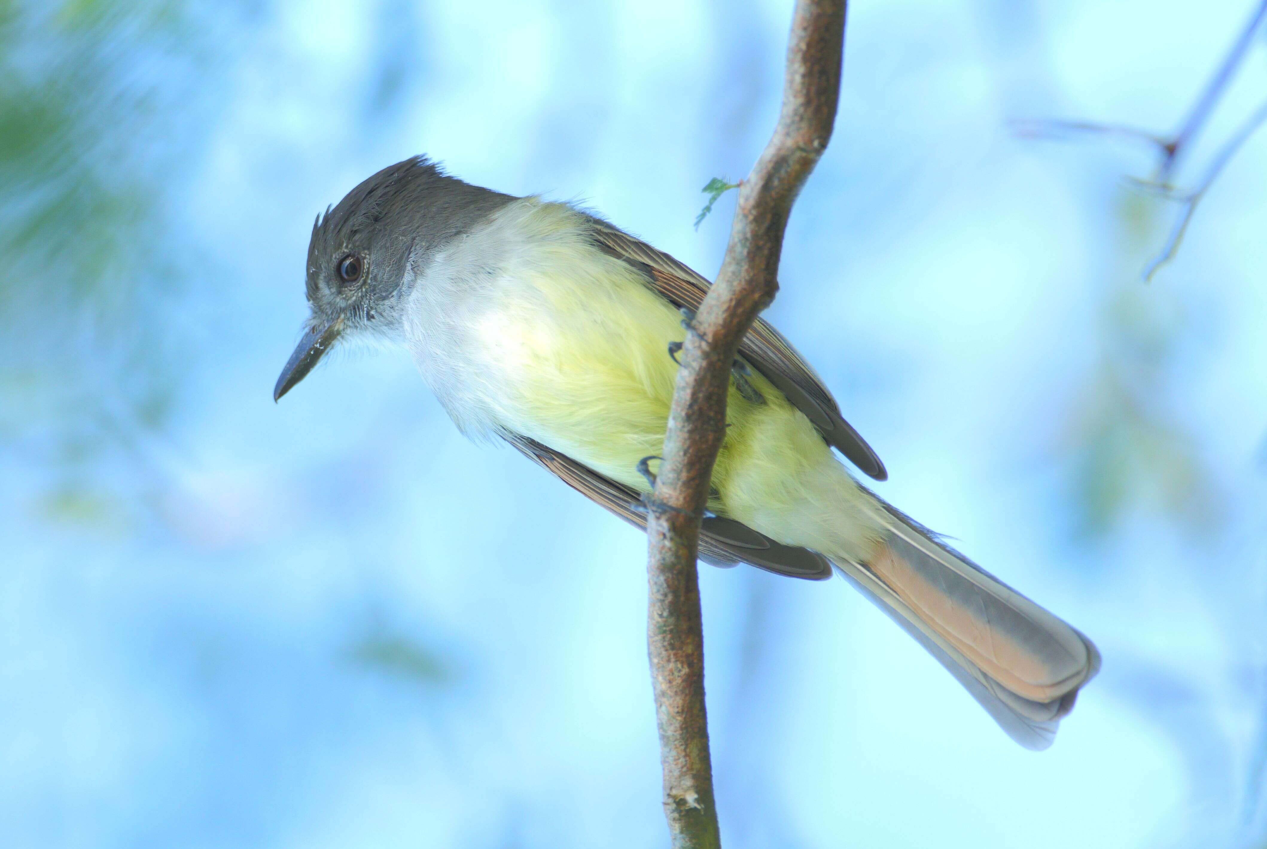 Image of Stolid Flycatcher