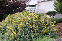 Plancia ëd Phlomis fruticosa L.