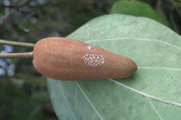 Image of Marsdenia volubilis (L. fil.) Cooke