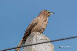 Image of Large Grey Babbler