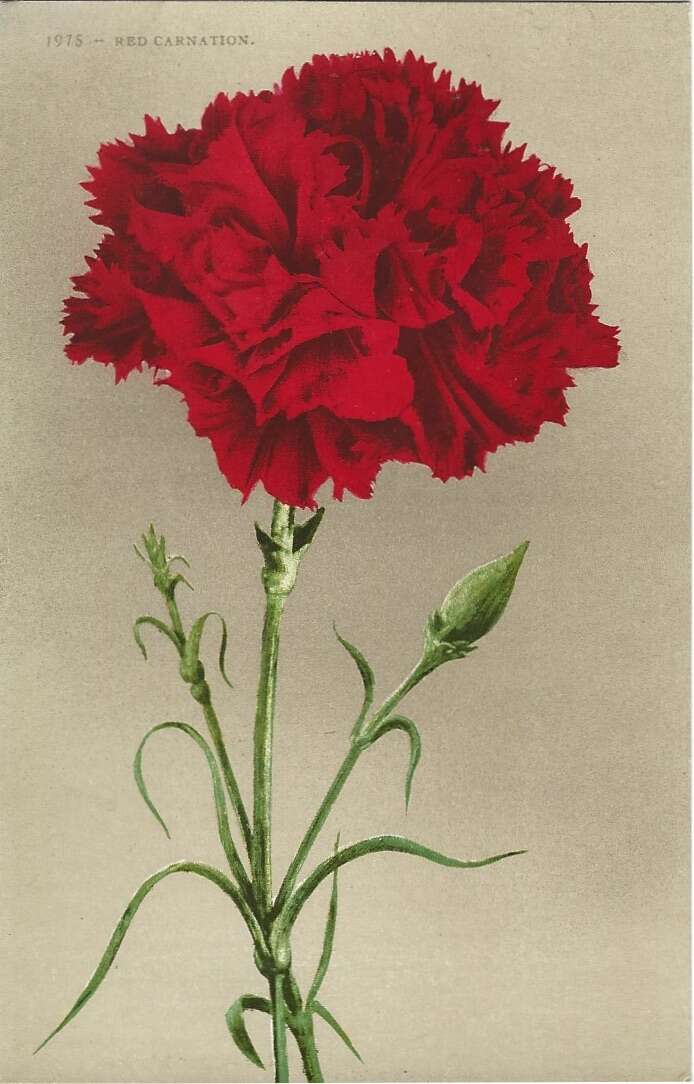 Image of carnation