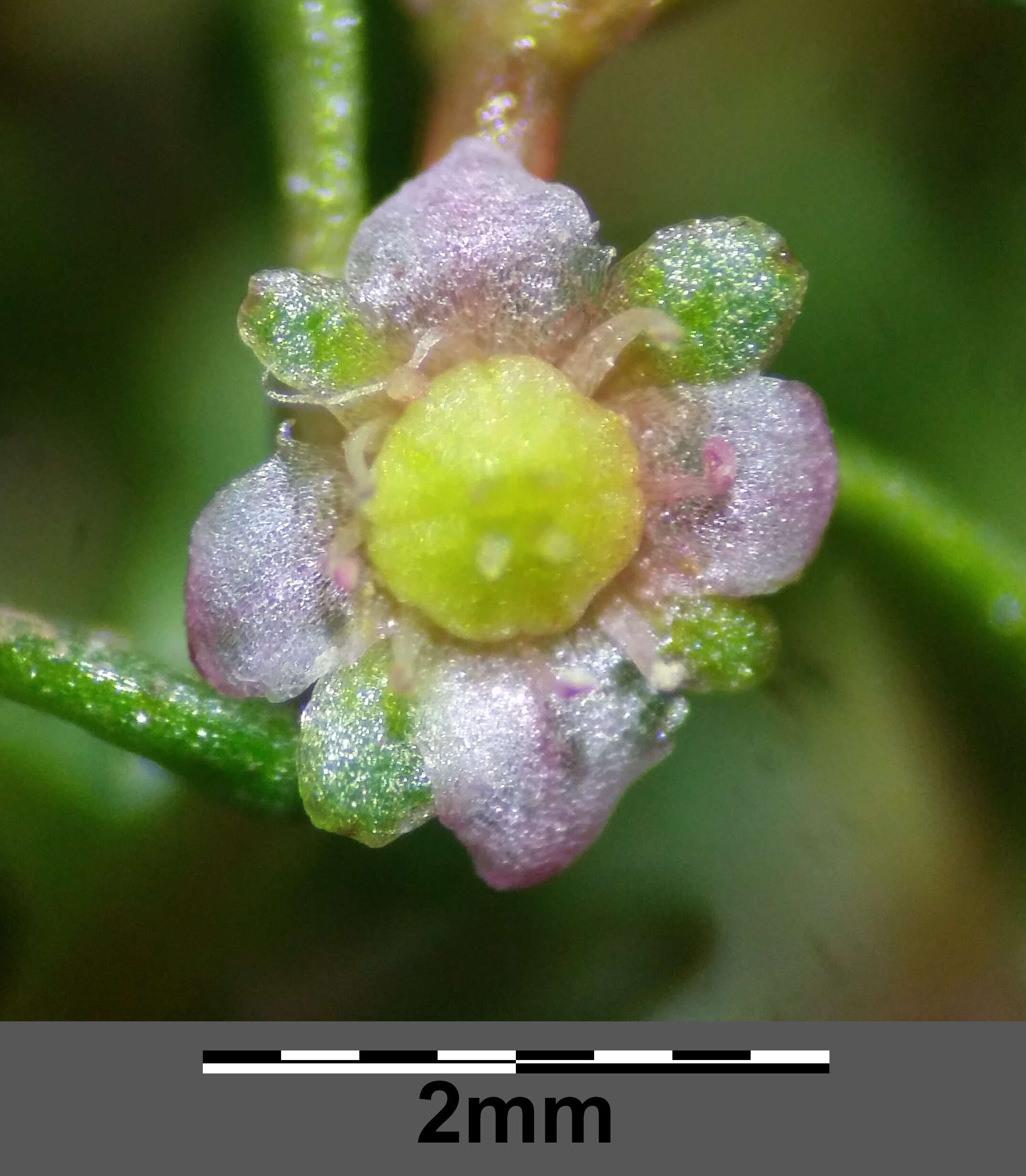 Image of eight-stamened waterwort