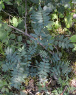 Image de Sorbus decora (Sarg.) Schneid.