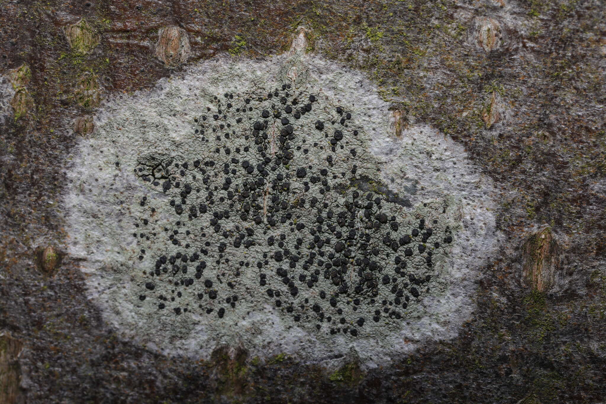 Image of lecidella lichen