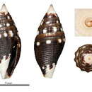 Image of Mitromorpha albosideralis Chino & Stahlschmidt 2009