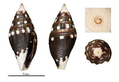 Image of Mitromorpha albosideralis Chino & Stahlschmidt 2009