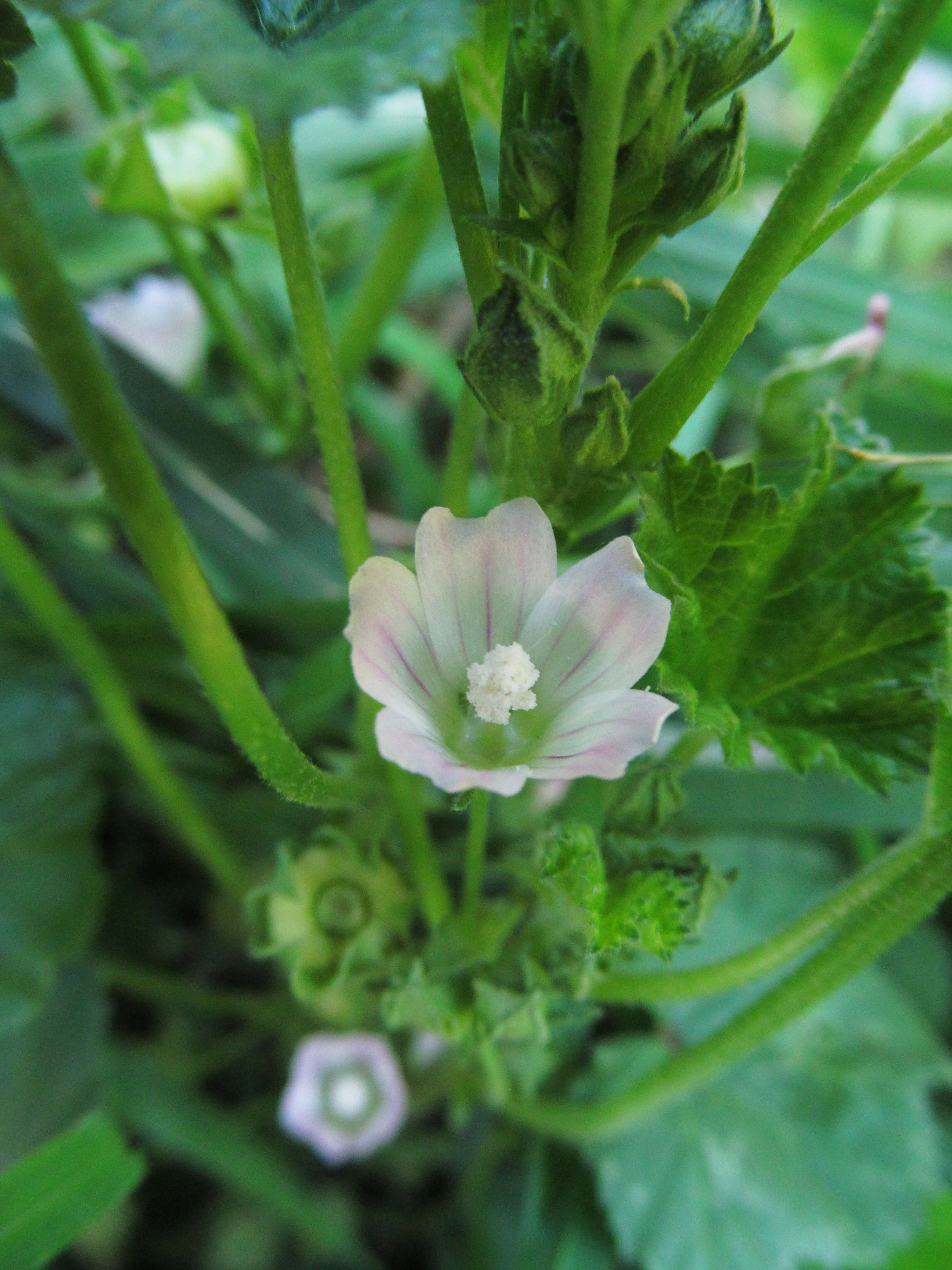 Image of common mallow