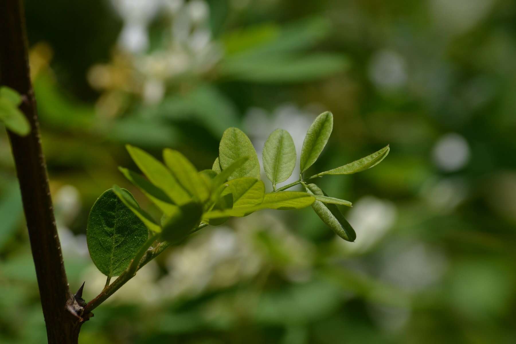 Image of dwarf honeysuckle