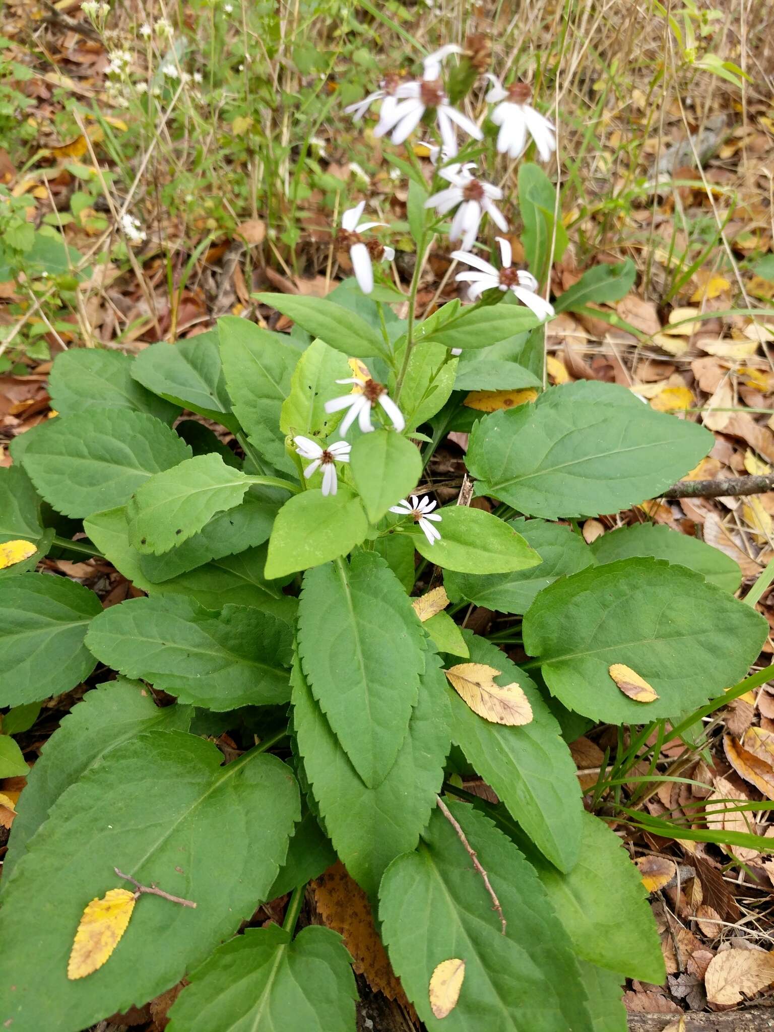 Image of Drummond's aster