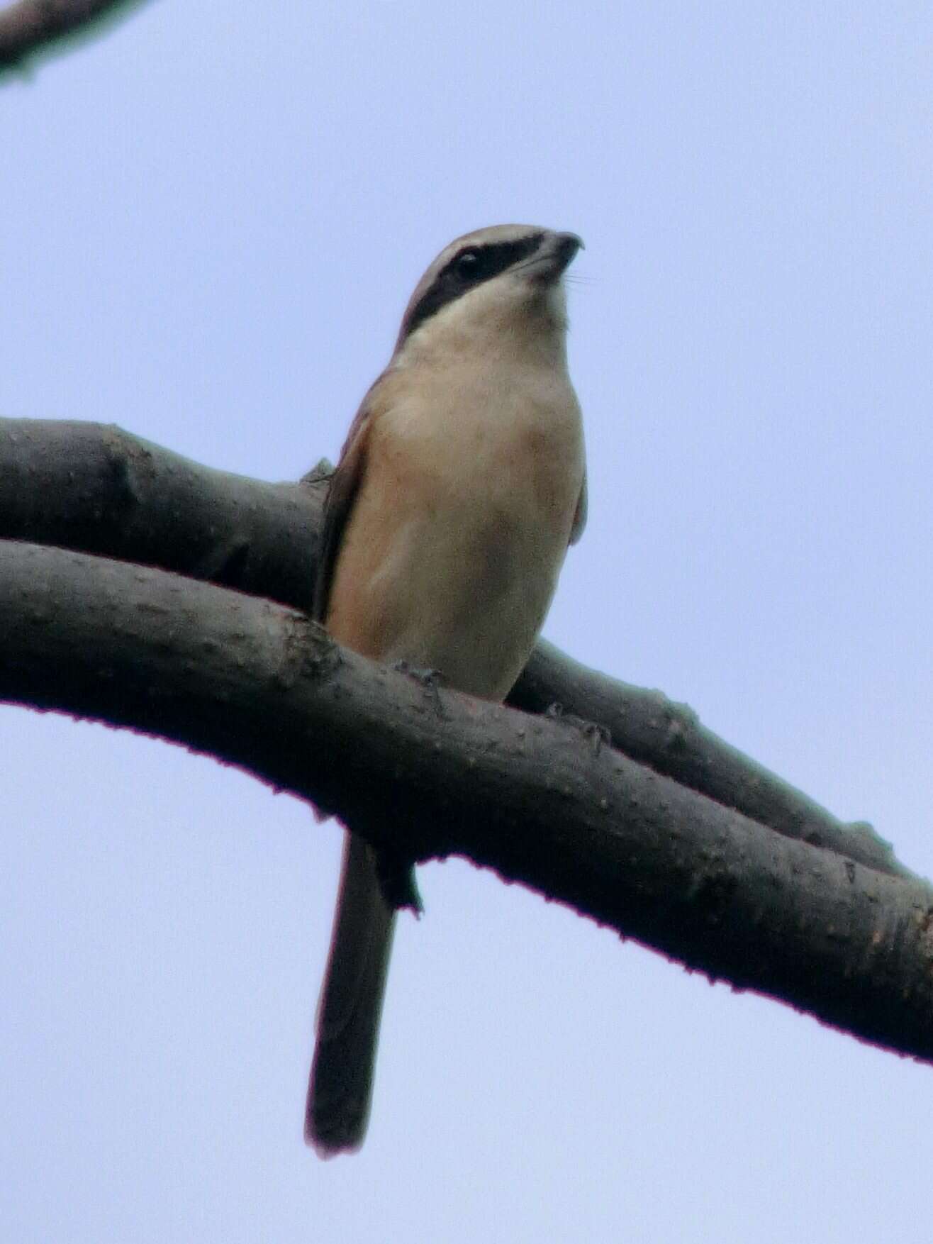 Image of Brown Shrike