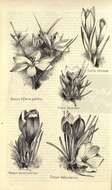 Image of Etruscan Crocus