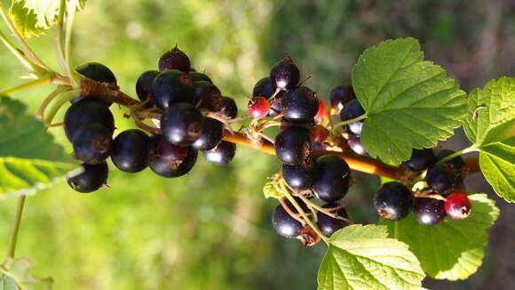 Image of Ribes × nidigrolaria