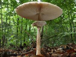 Image of Macrolepiota procera (Scop.) Singer 1948