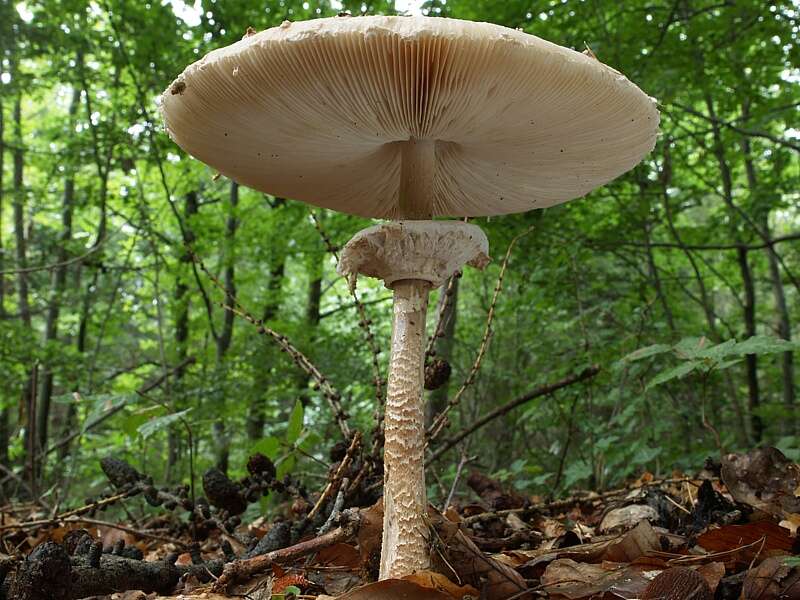 Image of Macrolepiota procera (Scop.) Singer 1948