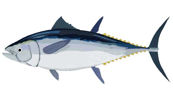 Image of Atlantic Bluefin Tuna