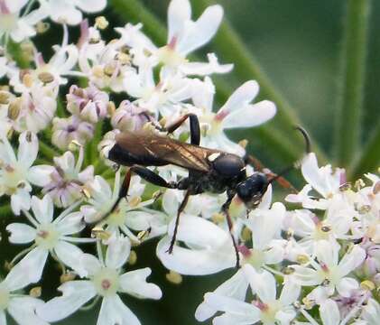 Image of Vulgichneumon