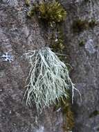 Imagem de Ramalina farinacea (L.) Ach.