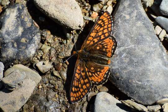 Plancia ëd Euphydryas aurinia