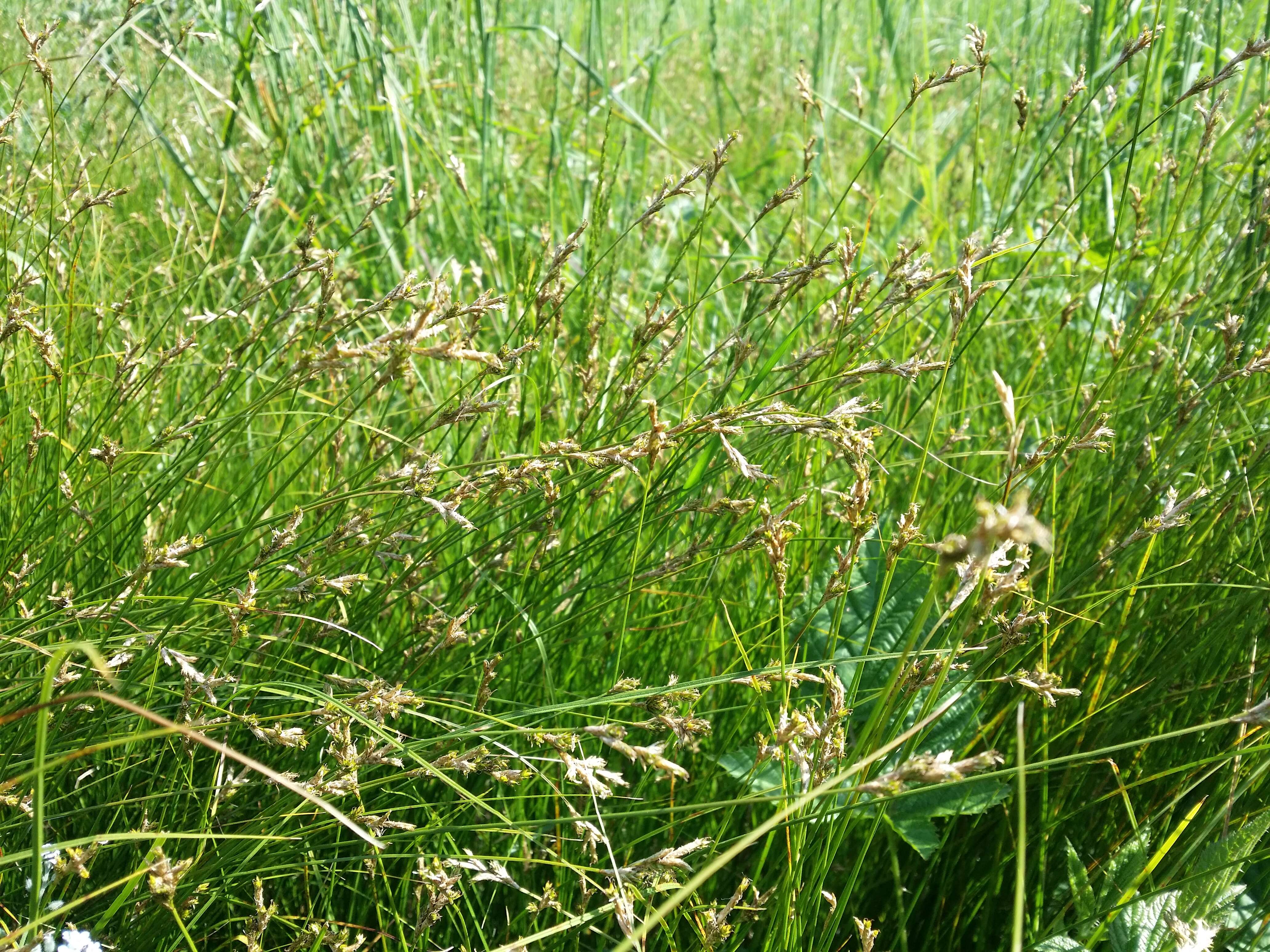 Image of quaking-grass sedge