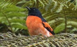 Image of Sunda Minivet