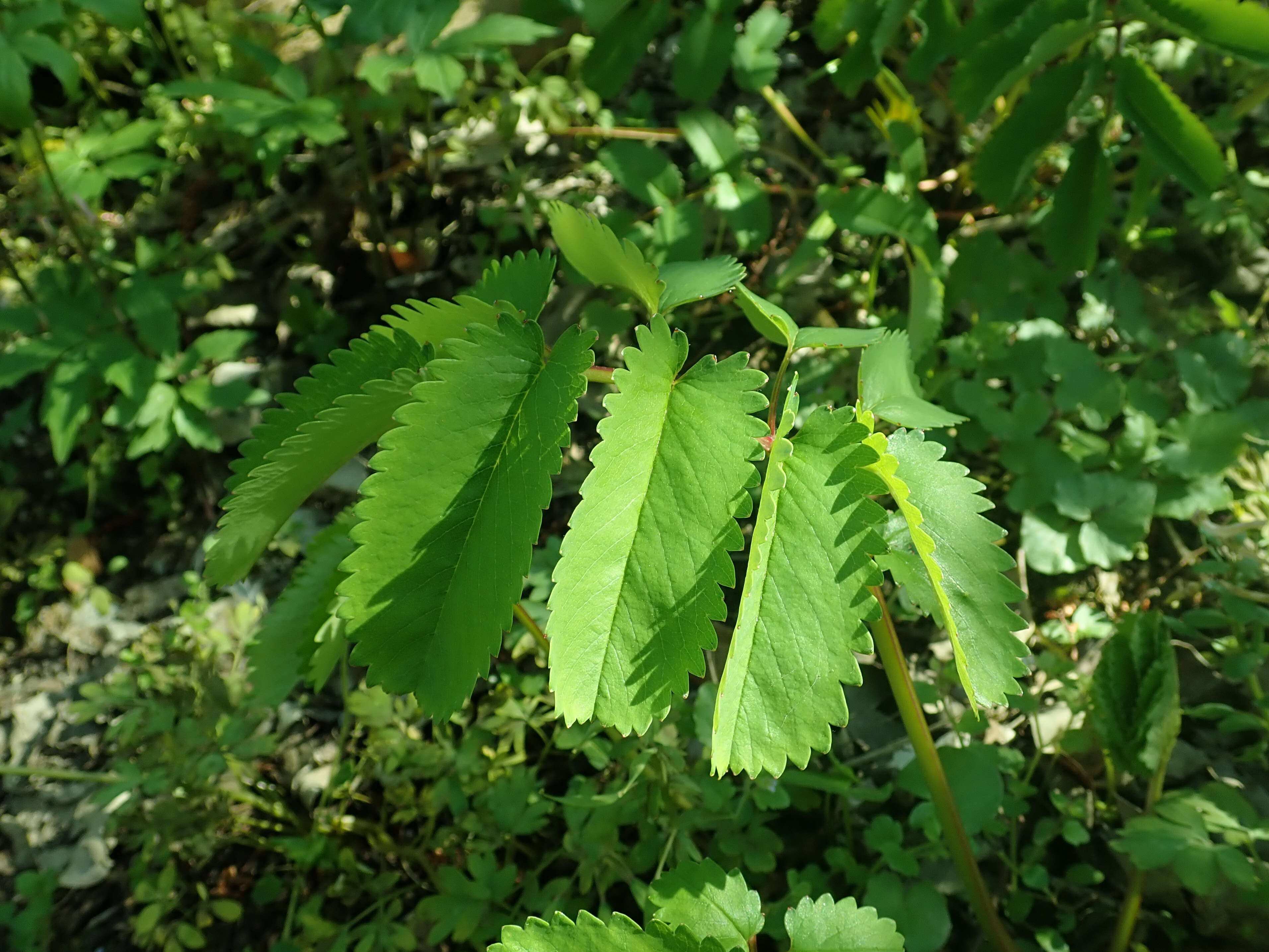 Слика од Sanguisorba hakusanensis Makino