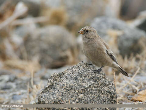 Image of Black-winged Snowfinch