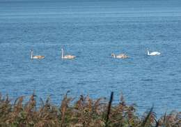 Image of Mute Swan