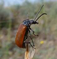 Image of Omophlus lepturoides