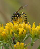 Image of Prairie Yellowjacket