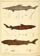 Image of Birdbeak Dogfish