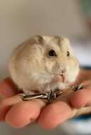 Image of hamsters