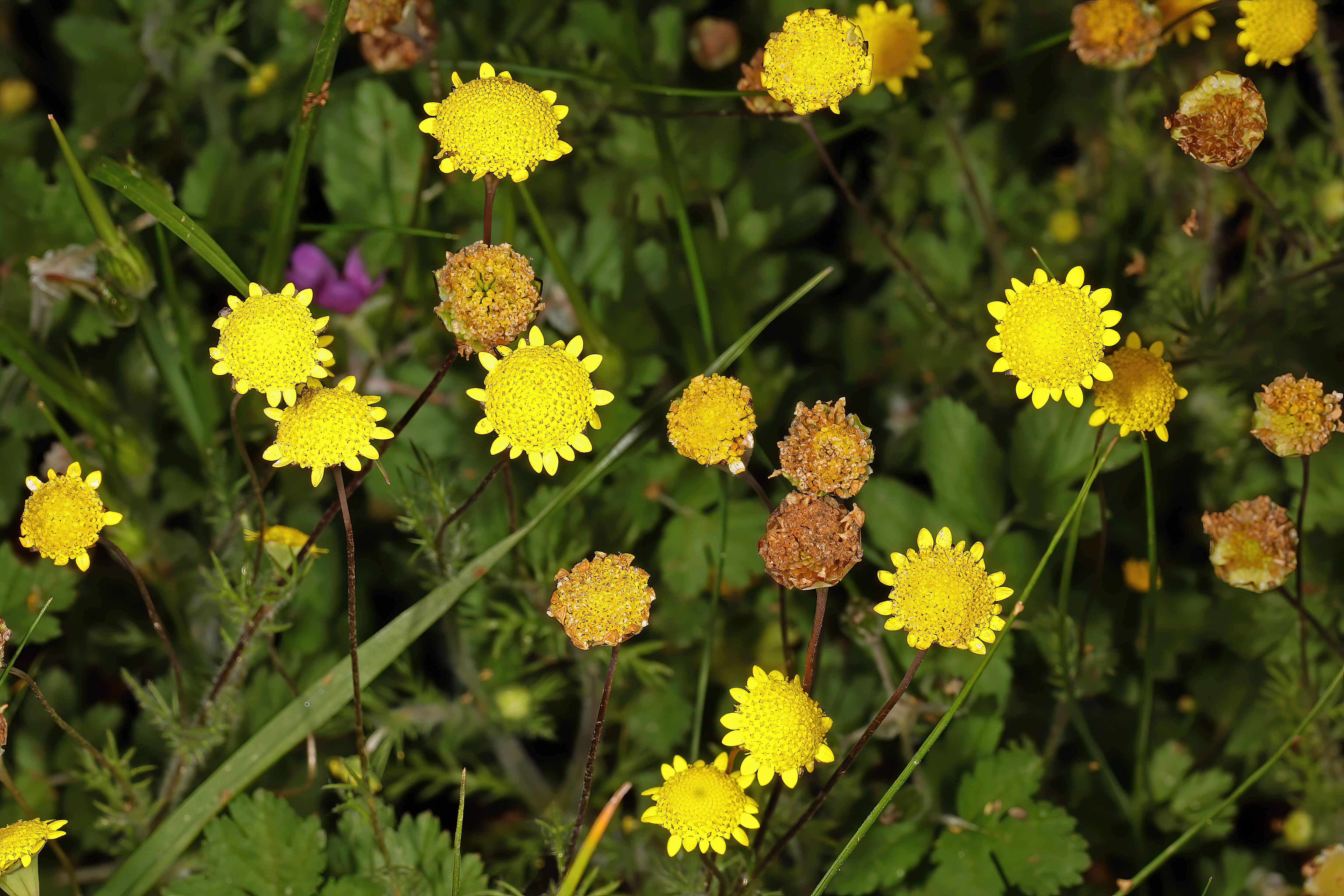 Image of Goose daisy