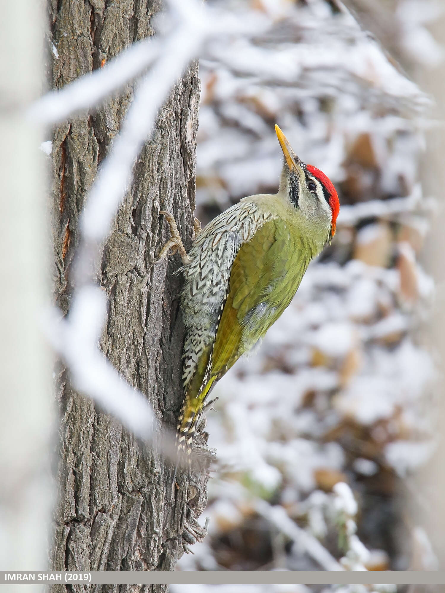 Image of Scaly-bellied Woodpecker