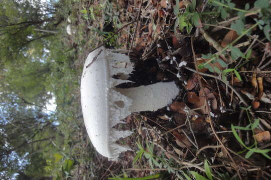 Image of Amanita proxima Dumée 1916