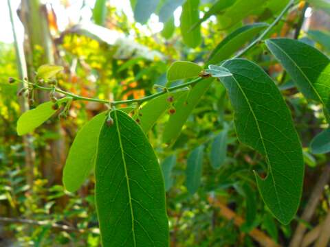 Image of Potato bush